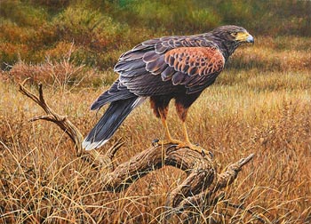 Alan M. Hunt, Bird of Prey (2015) at Morgan O'Driscoll Art Auctions