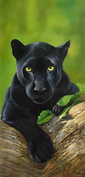 Fergus Shannon, Black Panther, the Kabini Forest, India (2021) at Morgan O'Driscoll Art Auctions