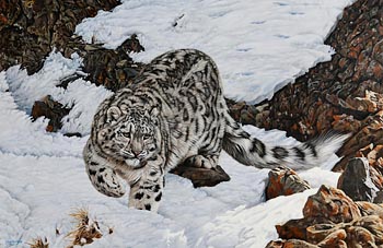Steve Burgess, Snow Leopard at Morgan O'Driscoll Art Auctions