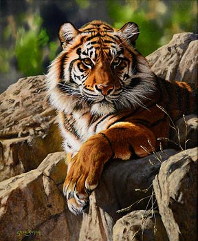 Steve Burgess, Tiger at Morgan O'Driscoll Art Auctions