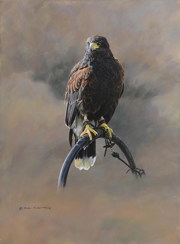 Alan M. Hunt, Harris Hawk (2018) at Morgan O'Driscoll Art Auctions
